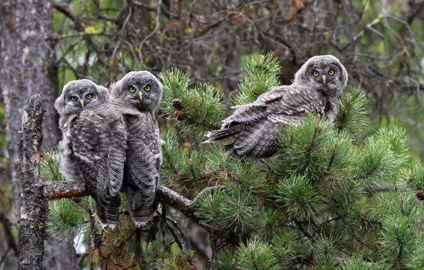 Picture birds, branch, owls, pine, Great grey owl