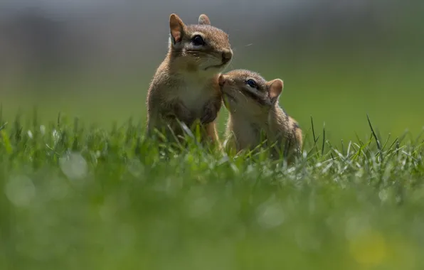 Alvin And The Chipmunks HD Wallpapers Desktop Background