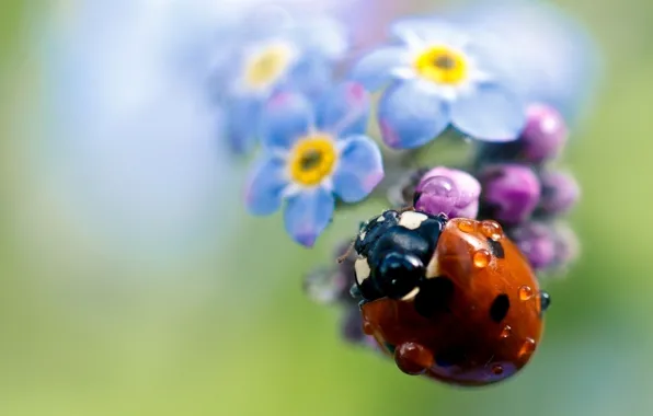Picture flower, drops, Rosa, plant, ladybug, petals, insect