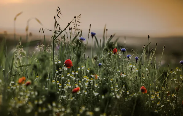 Picture grass, flowers, stem, bokeh