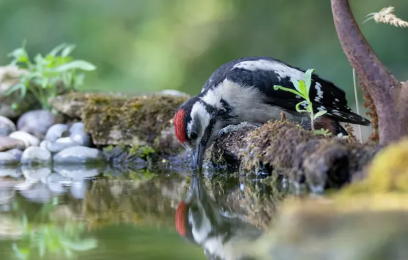 Water, bird, thirst, woodpecker