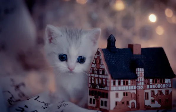 Cat, white, look, kitty, toy, house, face, bokeh