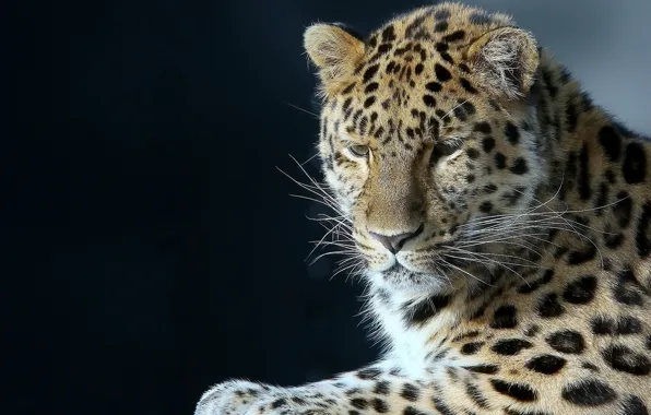 Picture portrait, leopard, handsome