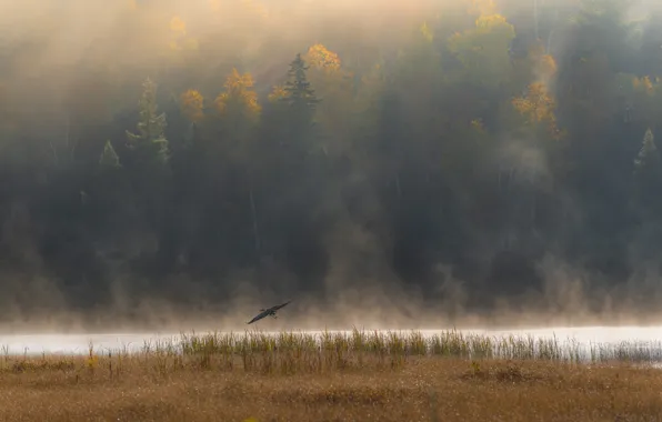 Autumn, forest, flight, fog, river, bird, shore, pond