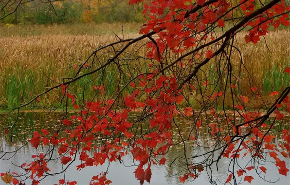Autumn, forest, leaves, branches, pond, the crimson