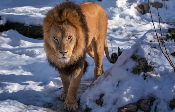 Winter, look, light, snow, stones, Leo, evil, shadows