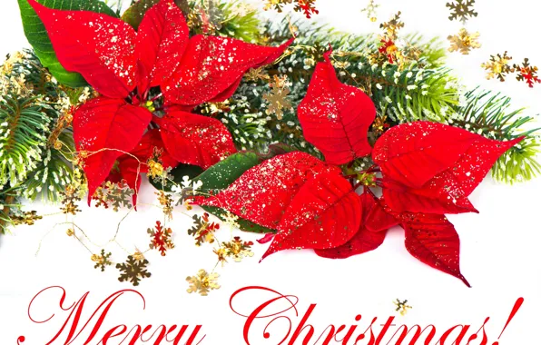 Snowflakes, red, holiday, Christmas, New year, Merry Christmas, Christmas tree branch, puansetiya