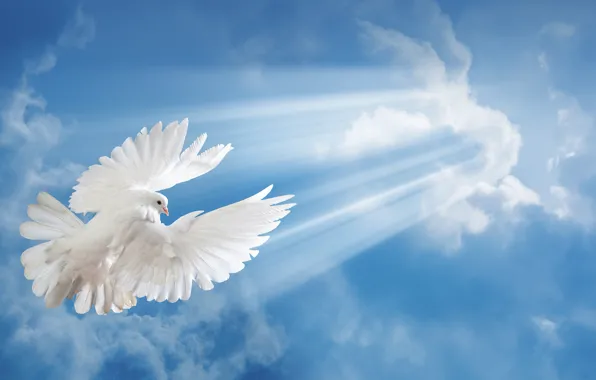 The sky, rays, bird, dove