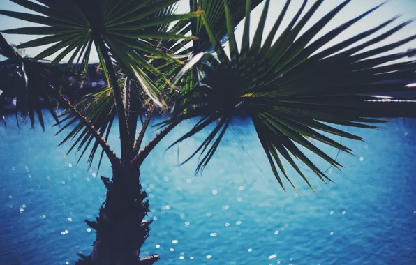 Summer, leaves, water, Palma