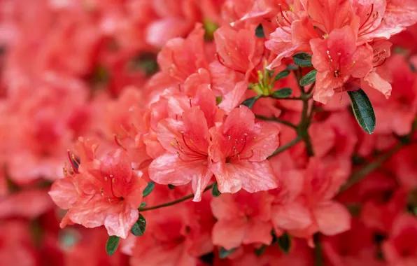 Picture flowers, branches, red, nature, background, flowering, al, inflorescence