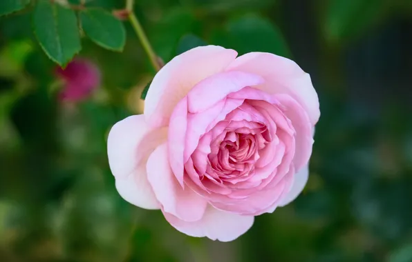Picture background, pink, rose, bokeh