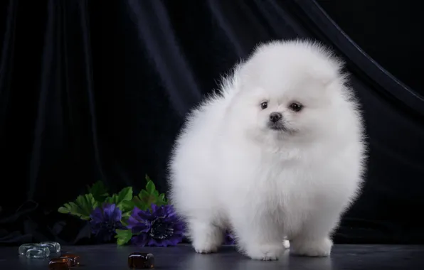 White, fluffy, puppy, Spitz