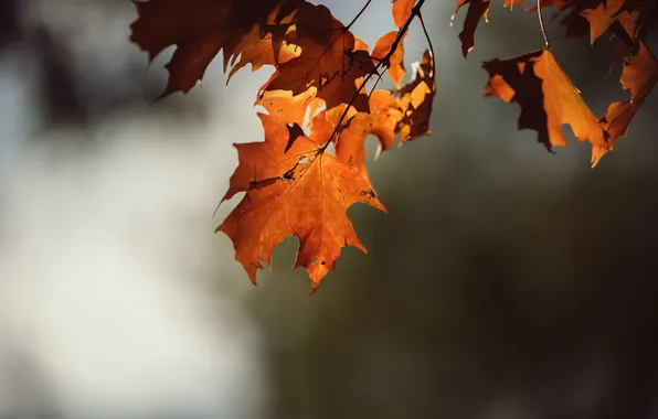 Leaves, tree, orange, maple
