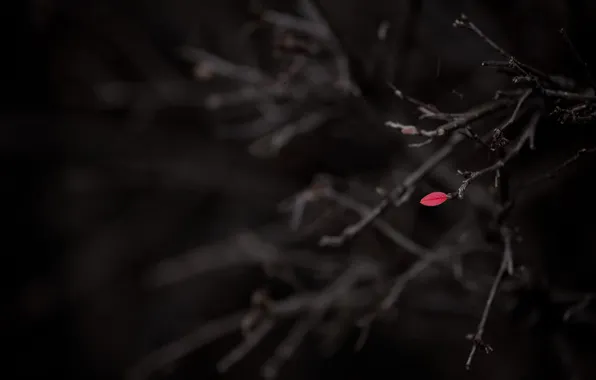 Leaves, macro, branches, background, black