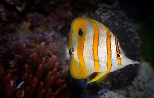 The ocean, fish, underwater world, coral reef, Copperband Butterflyfish