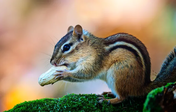 Look, nature, pose, moss, walnut, muzzle, Chipmunk, sitting