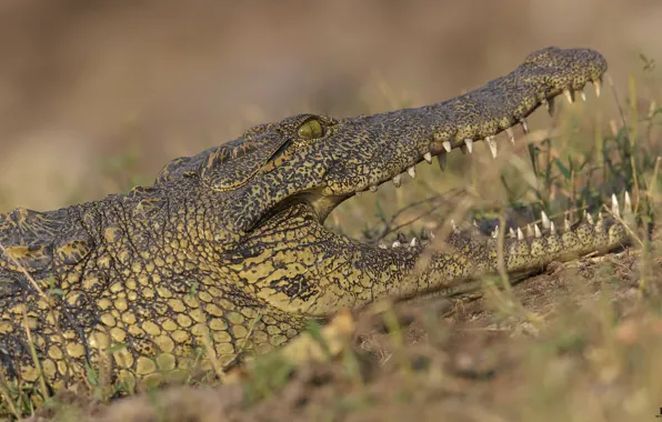 Nature, crocodile, DUELL ©