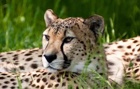Look, nature, Cheetah
