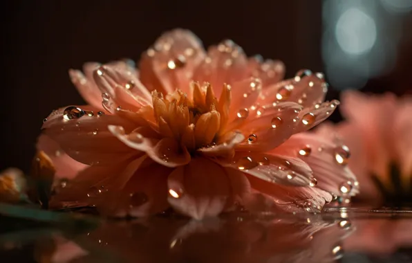 Water, drops, macro, light, flowers, reflection, table, orange