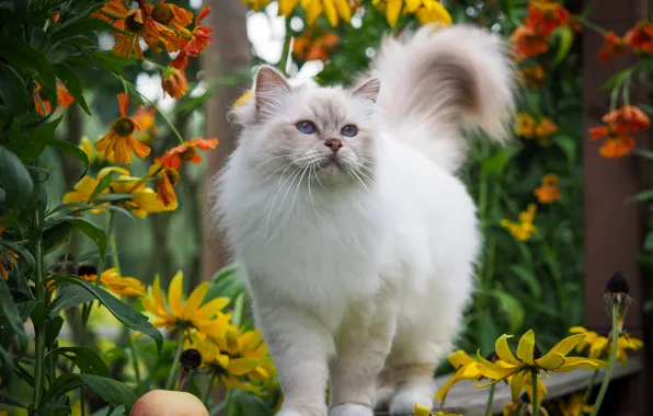 Cat, wool, tail