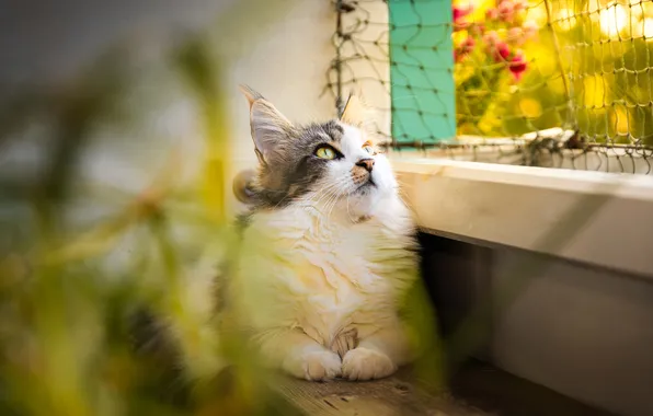 Cat, cat, look, pose, wall, wire, plants, window