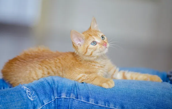 Cat, look, blue, sweetheart, feet, jeans, muzzle, lies