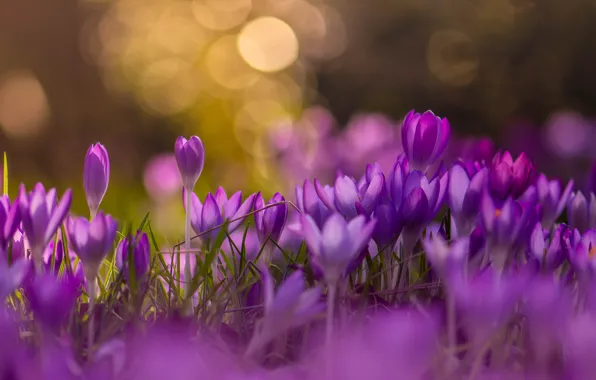 Picture flowers, background, glade, spring, crocuses, a lot, lilac, bokeh