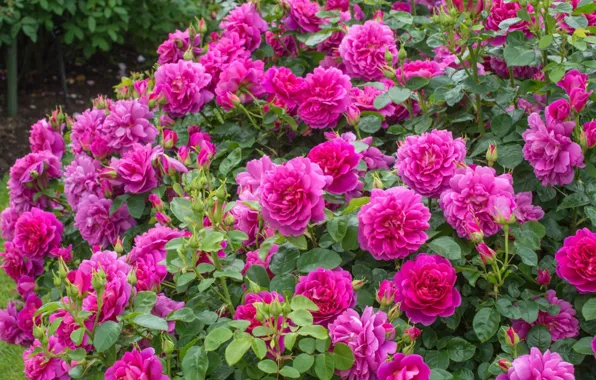 Picture roses, pink, the bushes