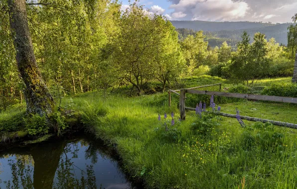 Greens, summer, nature