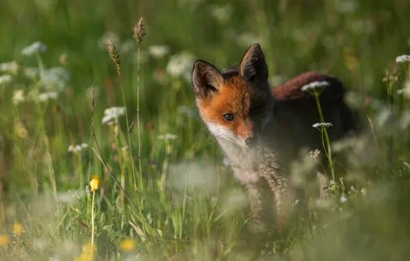 Grass, look, flowers, nature, meadow, Fox, face, bokeh