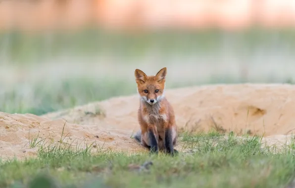 Sand, grass, look, nature, pose, Fox, face, sitting