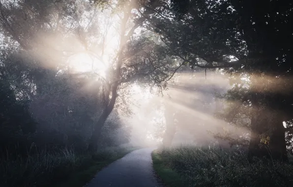 Picture Grass, Road, Trees, Sunlight, Shining, Rays