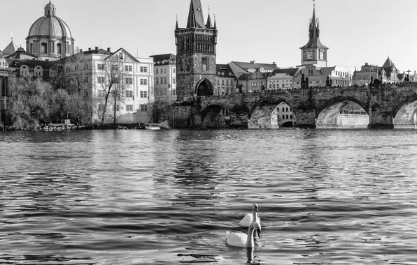 Water, river, Prague, Czech Republic, black and white, swans, Prague, The Czech Republic