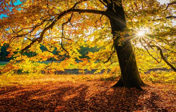 Picture autumn, the sun, nature, tree, foliage