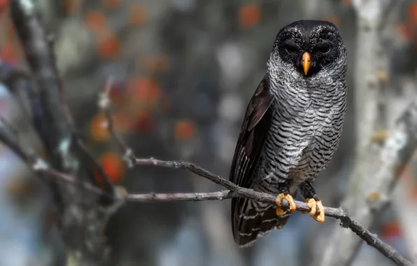 Look, background, owl, bird, branch, black, beauty, bokeh