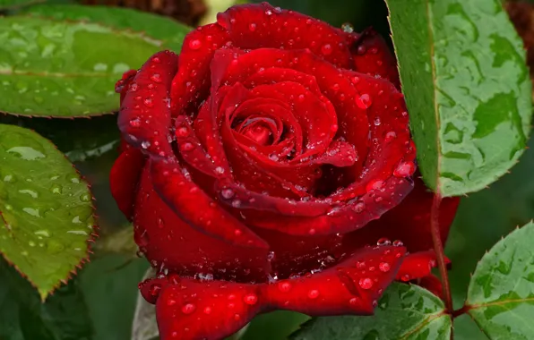 Picture leaves, drops, flowers, red, green, background, one, bright