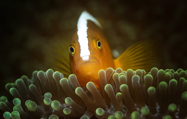 underwater clown fish wallpaper