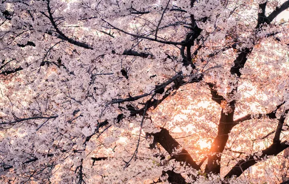 Spring, Sakura, flowering, spring, blooming, derea
