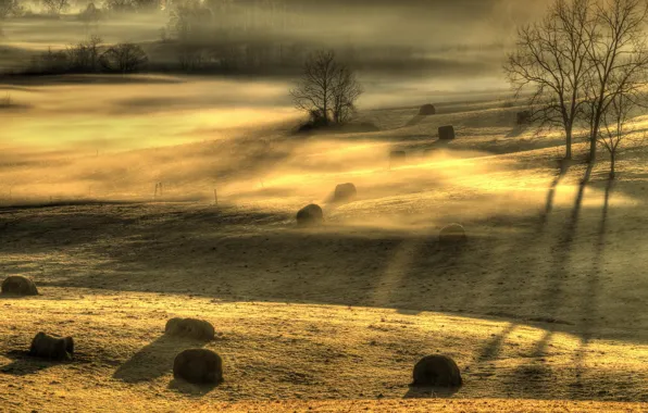 Field, light, landscape, fog, morning