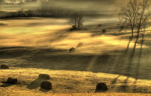 Picture field, light, landscape, fog, morning