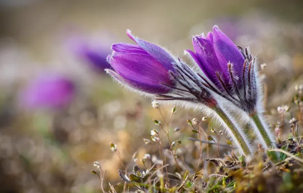 Picture purple, spring, buds, lilac, anemones