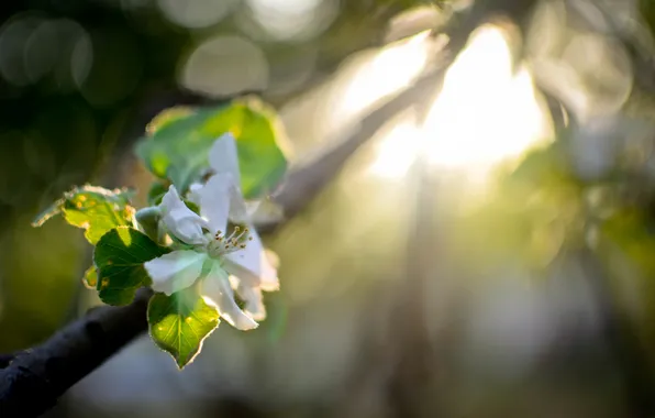 Picture flowers, branches, bokeh