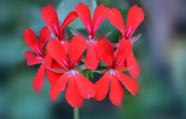 Flowers, petals, exotic, inflorescence