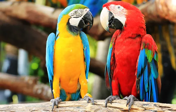 Tree, pair, parrots, colors