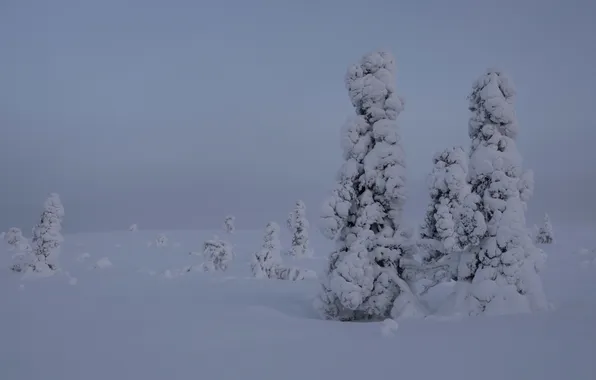 Winter, snow, trees, Finland, Lapland