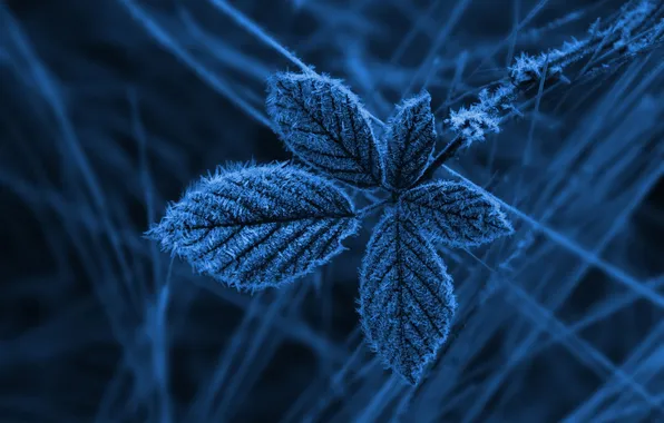 Autumn, leaves, nature