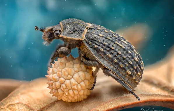 Macro, beetle, insect