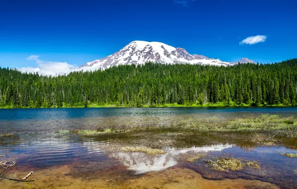 Picture forest, nature, lake, mountain, Mount Rainier National Park