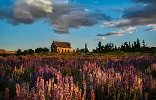 Picture the sky, clouds, flowers, house, hill, Heather
