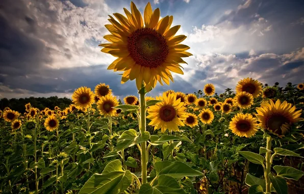 Picture field, sunflower, the evening